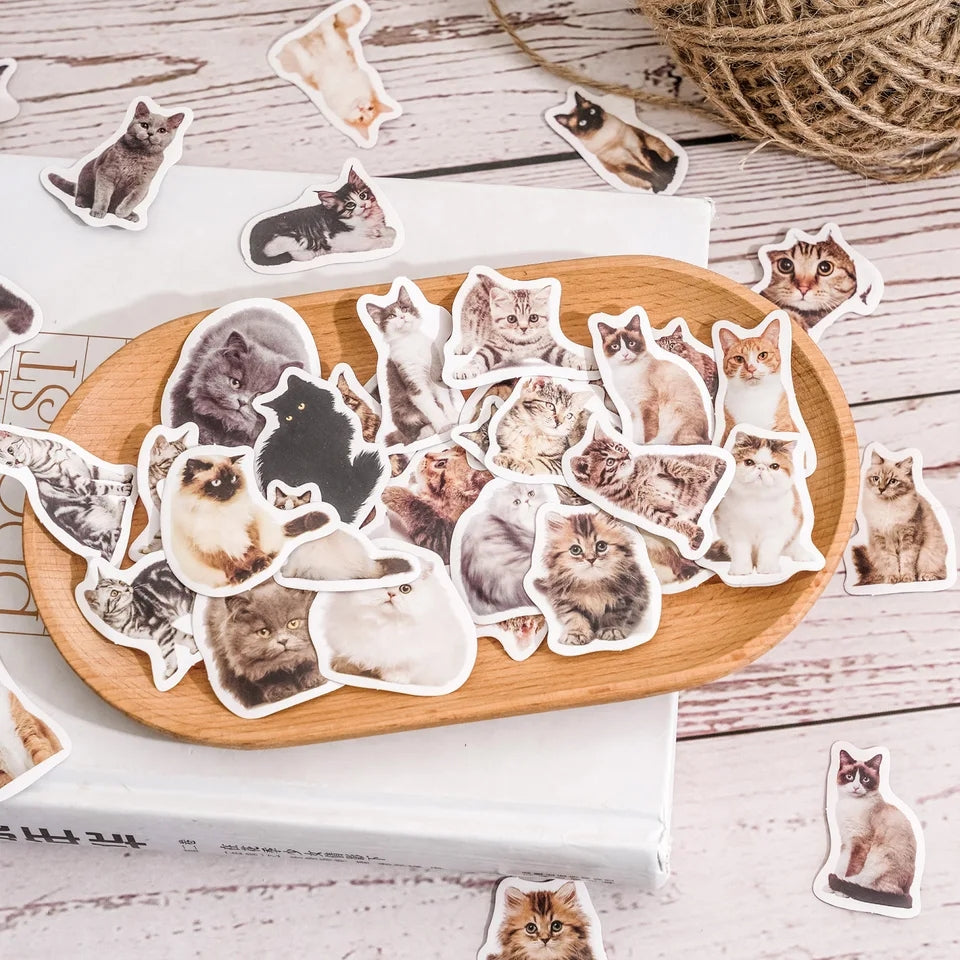 Sticker Box - Kitty Selfie - 45 Stickers