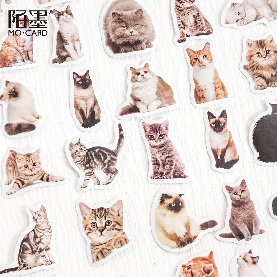 Sticker Box - Kitty Selfie - 45 Stickers